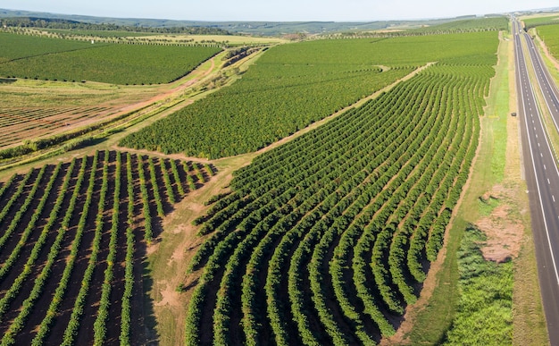 Imagen aérea de la plantación de café en Brasil.