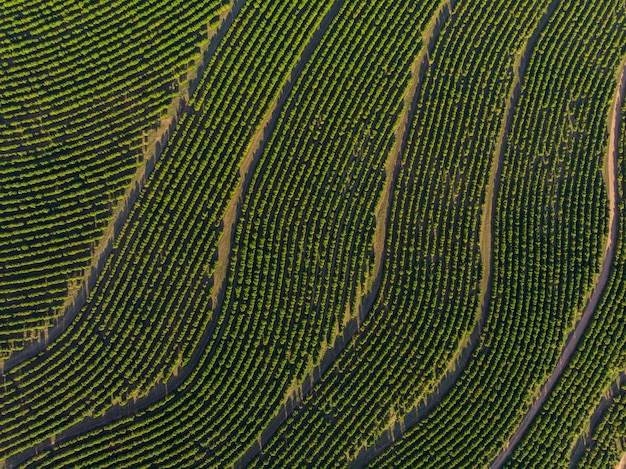 Foto imagen aérea de la plantación de café en brasil.