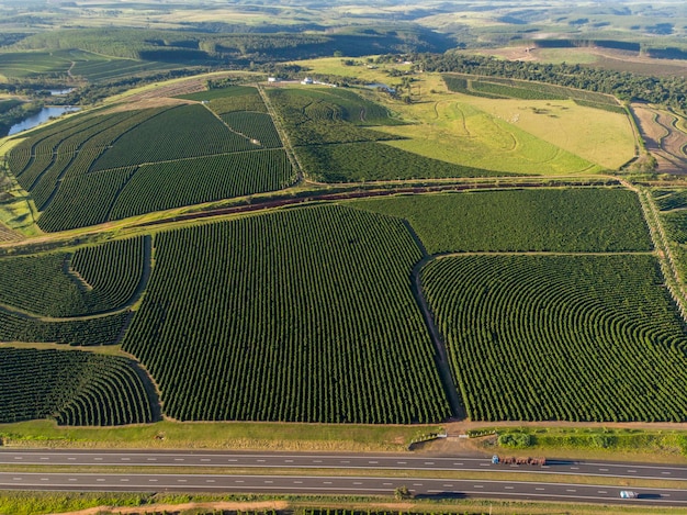 Imagen aérea de una plantación de café en Brasil