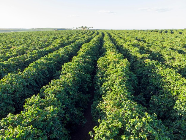 Imagen aérea de una plantación de café en Brasil