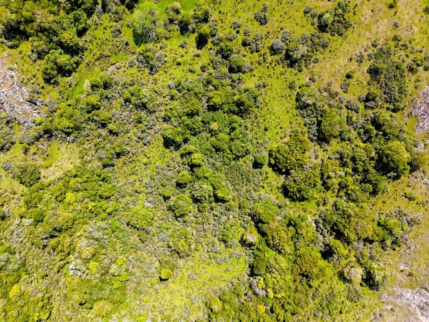 Foto imagen aérea que mira hacia abajo en un campo con arbustos y árboles ideal para representar la vida en el campo