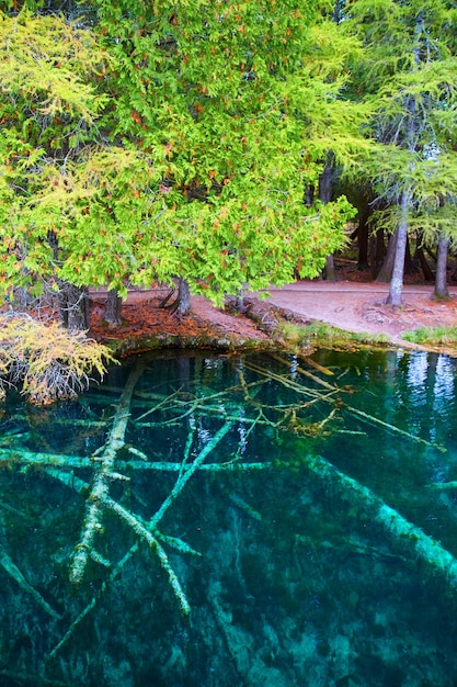 Imagen de agua azul clara y profunda con troncos de árboles gigantes inquietantemente debajo de la superficie