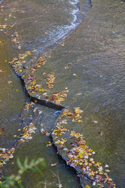 Imagen de agua que fluye sobre rocas planas con un montón de hojas de otoño naranjas, rojas y amarillas