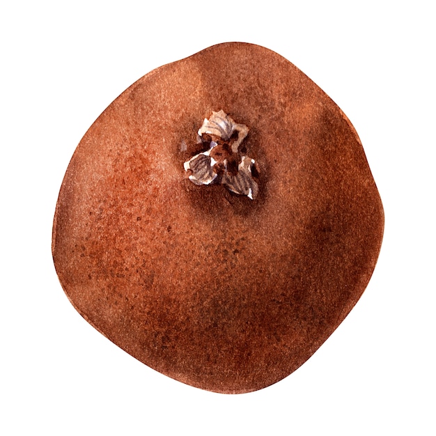 Imagen aislada de acuarela con varios detalles del árbol de kiwi. Frutas