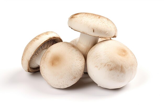 Imagen aislada de fondo blanco del hongo fresco agaricus bisporus o portobello