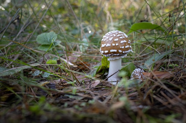 Imagen de amanitas tóxicas en la hierba del bosque