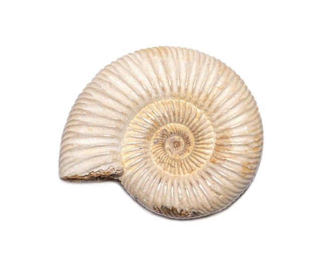 Imagen de amonita sobre un fondo blanco Conchas marinas fósiles