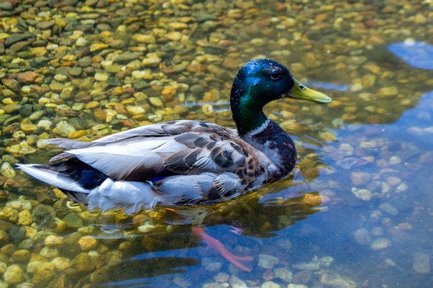 Imagen de un animal, un draco salvaje y un pato navegando en un estanque Foto de alta calidad