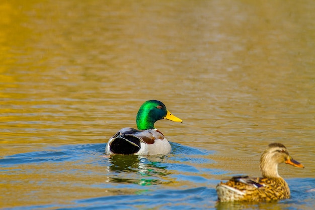 Imagen de un animal, un draco salvaje y un pato navegando en un estanque