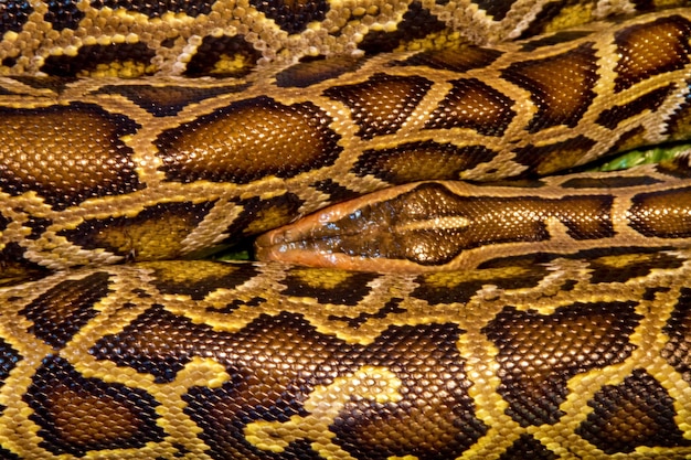 Imagen animal reptil manchado una boa