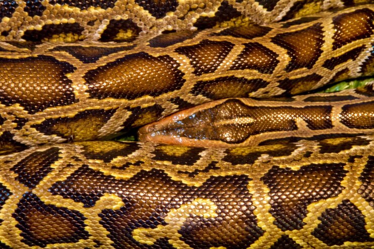Foto imagen animal reptil manchado una boa