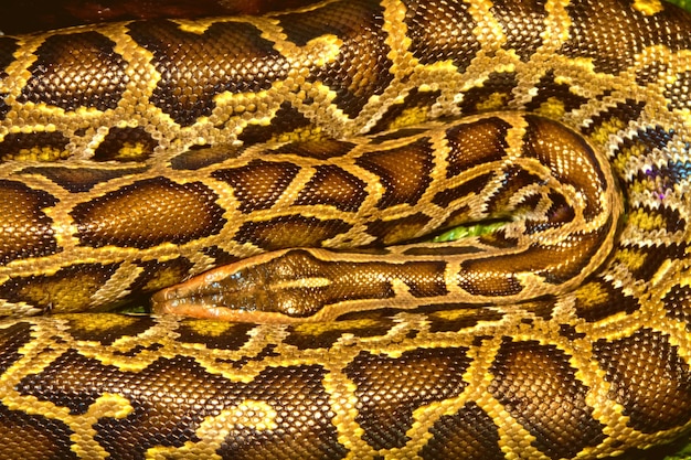 Imagen animal reptil manchado una boa