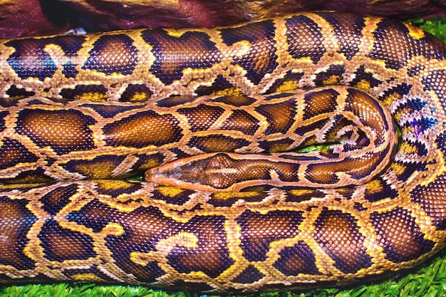 Imagen animal reptil manchado una boa