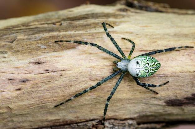 Foto imagen de la araña cyrtophora moluccensis (macho) (doleschall, 1857., araña carpa) en la madera. insecto animal