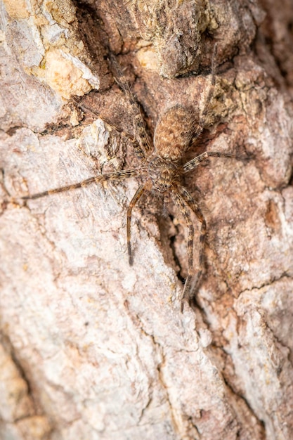 Imagen de una araña marrón en un árbol Insecto Animal