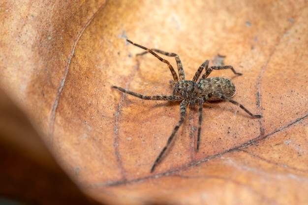 Imagen de una araña marrón sobre hojas secas Insecto Animal