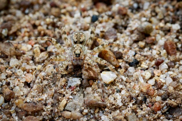 Imagen de arañas cazadoras de río (Venatrix arenaris) en la arena. Insecto animal