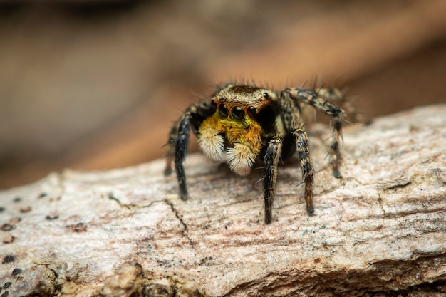 Imagen de arañas saltarinas (Salticidae)., Insecto. Animal.