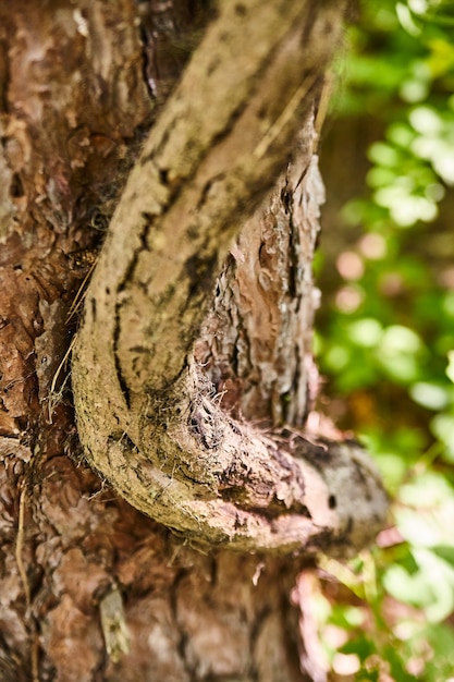 Imagen de árbol con corteza descascarada y una espesa enredadera creciendo