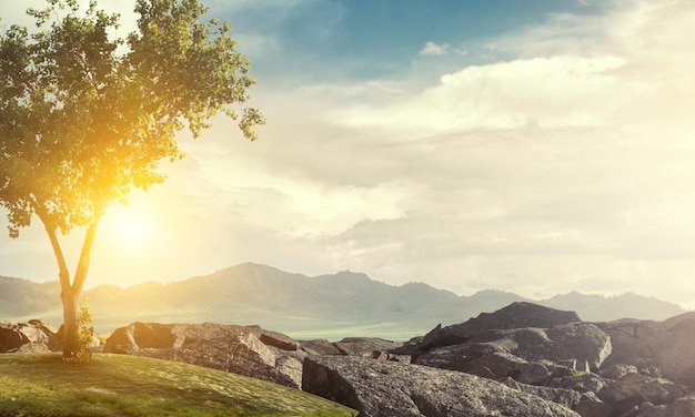 Imagen de árbol y paisaje.