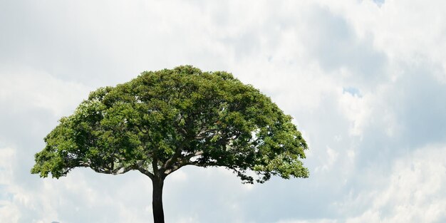 Imagen de árbol y paisaje.