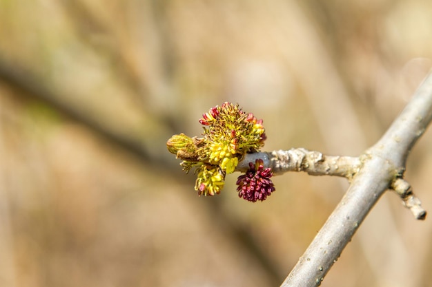 Imagen de un arbolito en ramas florecientes de primavera