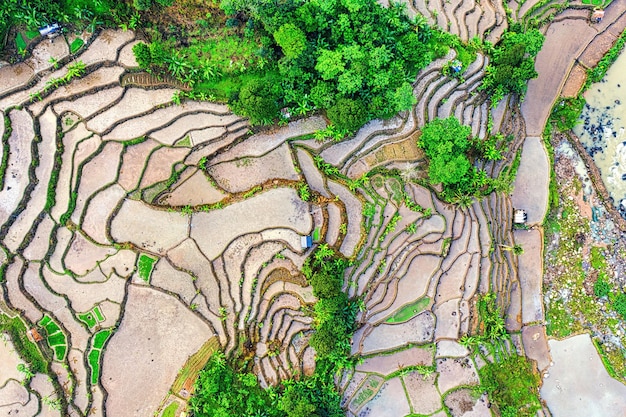 Imagen de arriba de un campo de arroz