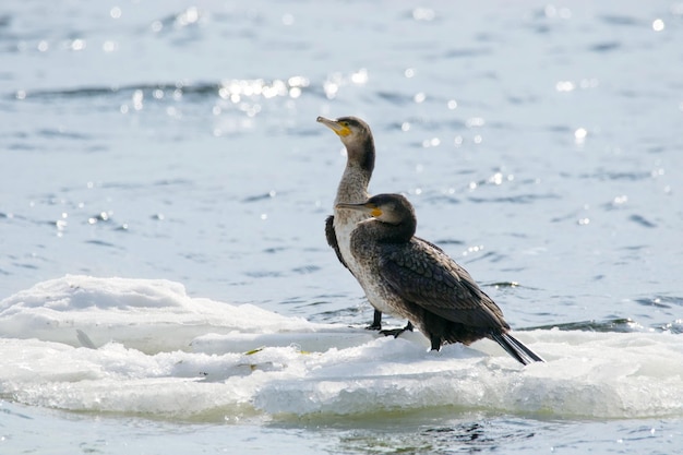 imagen de un ave de Phalacrocorax auritus flotando sobre un témpano de hielo en un río