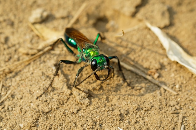 Imagen de la avispa Jewel Wasp o de la cucaracha esmeralda (Ampulex compressa) en el suelo. Insecto. Animal.