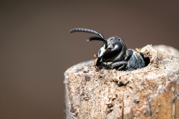 Imagen de avispa negra en el tocón de la naturaleza.