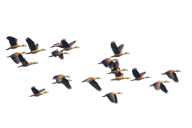 Foto imagen de una bandada de patos silbadores menores dendrocygna javanica volando en el cielo aves animales