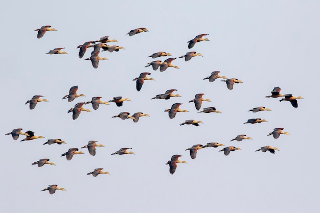 Foto imagen de una bandada de patos silbadores menores dendrocygna javanica volando en el cielo aves animales