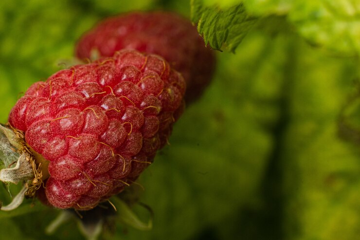 Foto imagen de bayas de frambuesa maduradas en una rama en el bosque. algunas bayas rosadas cuelgan de una rama con fondo borroso
