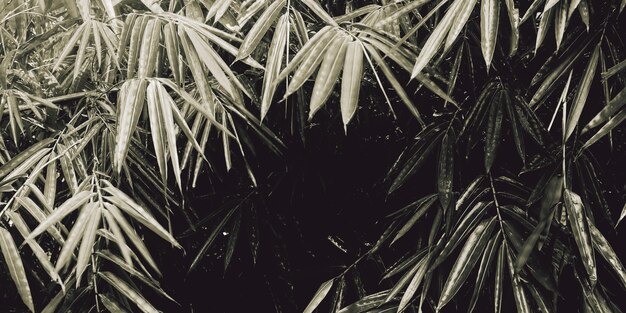 Una imagen en blanco y negro de un árbol con hojas que dicen "la palabra". "