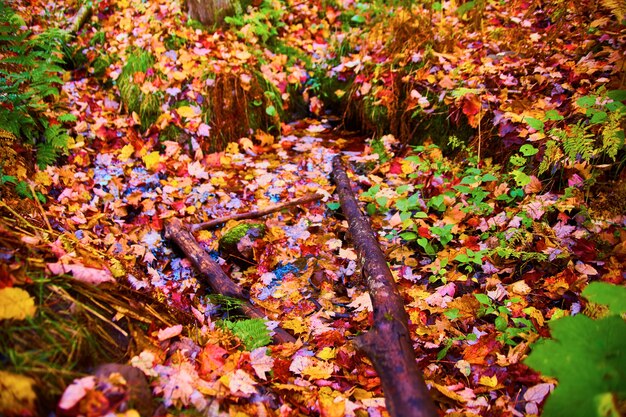 Foto imagen de bosque con hojas de otoño en el suelo con plantas verdes y palos en descomposición