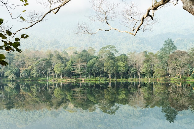 La imagen del bosque junto al lago.