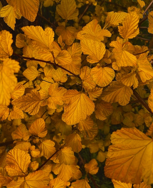 Imagen brillante de las hojas de naranja para papel tapiz.