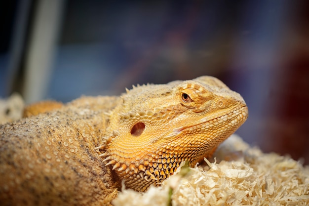 Imagen de una cabeza de lagarto en la naturaleza. Reptil. Animales