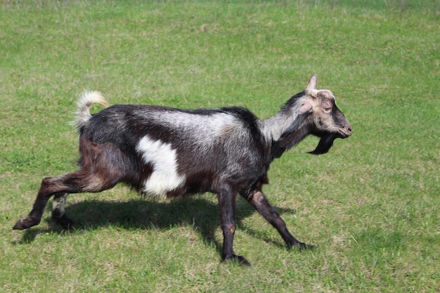 Imagen de cabra corriendo en un pasto verde