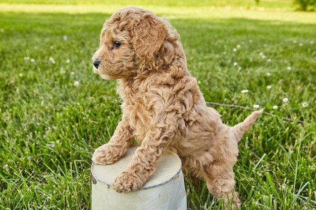 Imagen de cachorro Goldendoodle pisando maceta en pasto