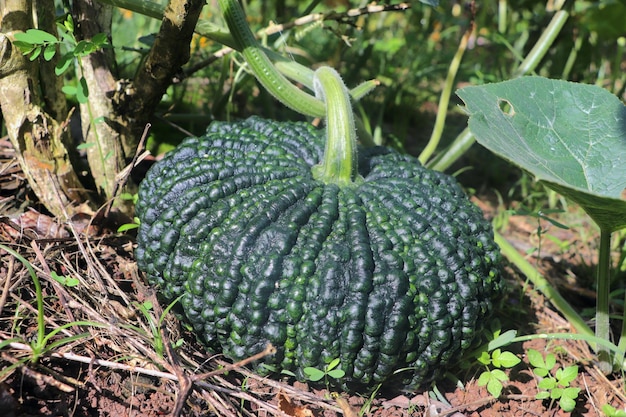 imagen de calabaza fruta fresca, verde