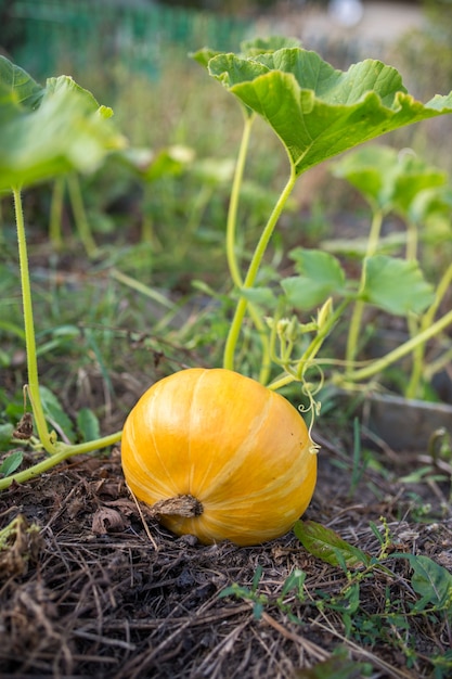 Imagen de calabaza con hojas verdes en el jardín por la tarde