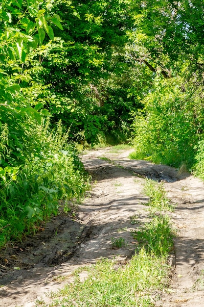 Imagen de un camino de tierra a través del bosque caducifolio