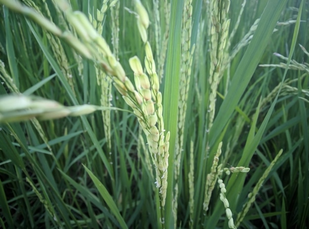 imagen de campo de arroz de pueblo de arroz