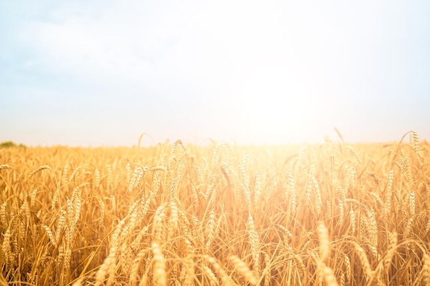 Imagen de campo de trigo con cielo azul día de verano