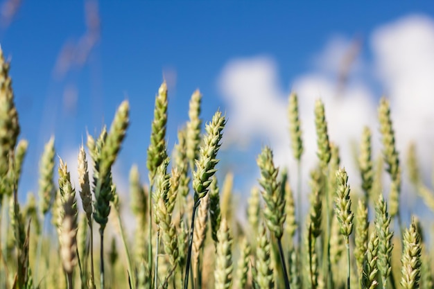 Imagen del campo de trigo Vista sobre espigas frescas de trigo verde joven y sobre la naturaleza en el campo de primavera verano
