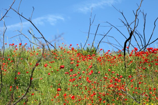 Imagen de campo verde con hermosas amapolas rojas