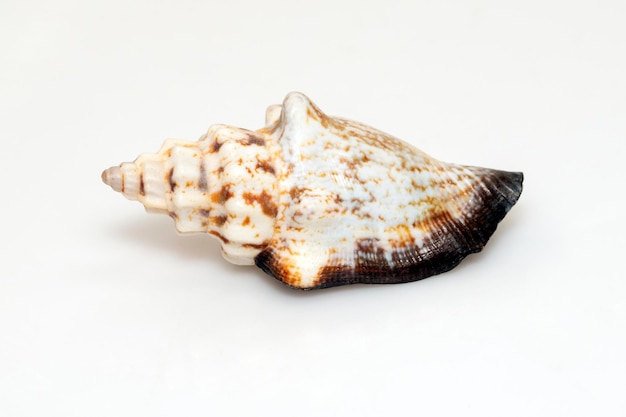 Foto imagen de canarium urceus es una especie de molusco gasterópodo marino caracol marino de la familia strombidae