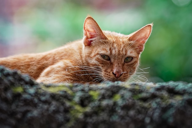 Imagen de cara de primer plano de gato indio