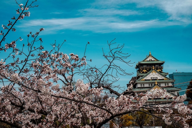 Imagen del Castillo de Osaka tomada en primavera con los cerezos en flor